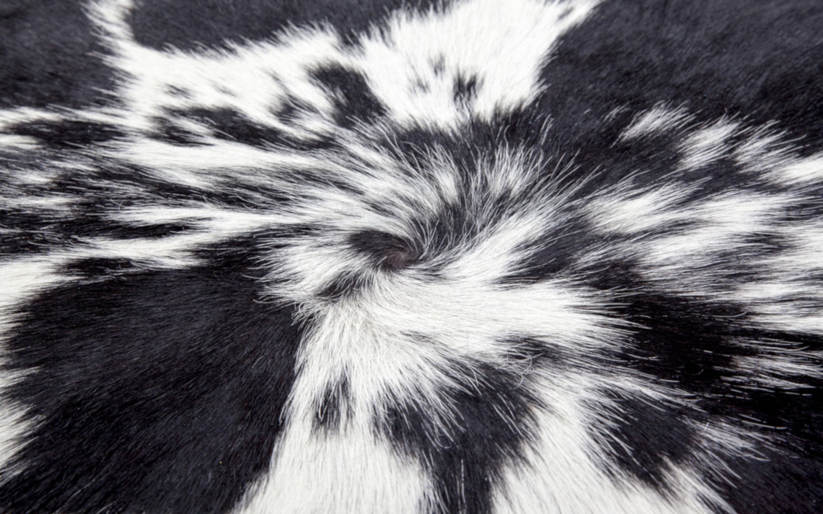 Kuhfellteppich Glam 210 in schwarz-weiß, ca. 1,35 qm