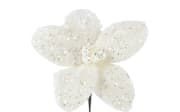 Poinsettia beige, 18 cm