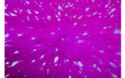Kuhfellteppich Glam 410 in violett-silber, ca. 1,35 qm