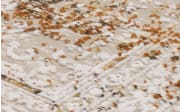 Teppich Glorious Cove, beige, 160 x 230 cm