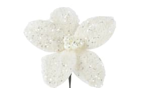 Poinsettia beige, 18 cm