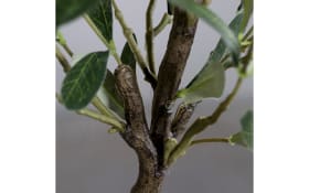 Olivenbaum, grün, 35 x 60 cm
