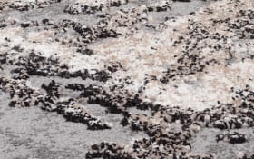 Teppich Starlight Echo, hellgrau/beige, 200 x 290 cm