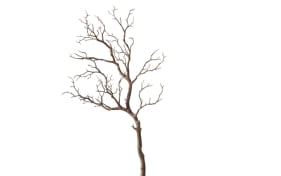Dekozweig Treibholz, natur