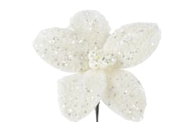 Poinsettia beige, 18 cm